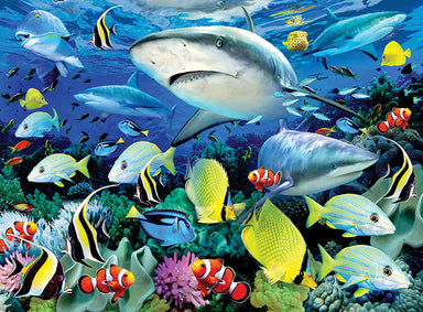 Large PBN Reef Sharks