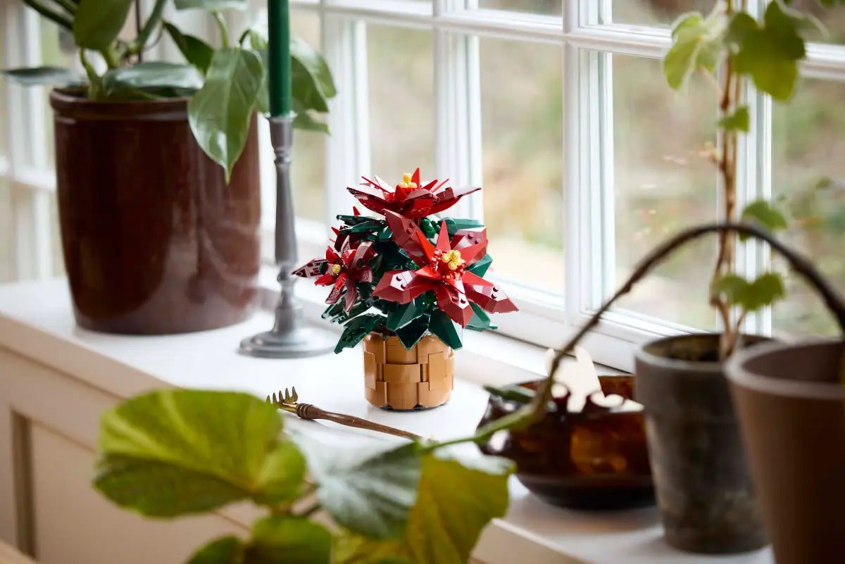 10370 Poinsettia Plant