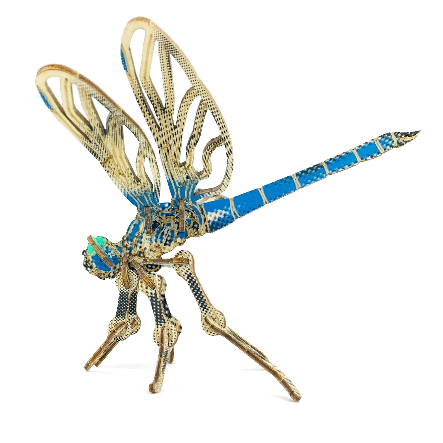 Arthropoda : Dragonfly