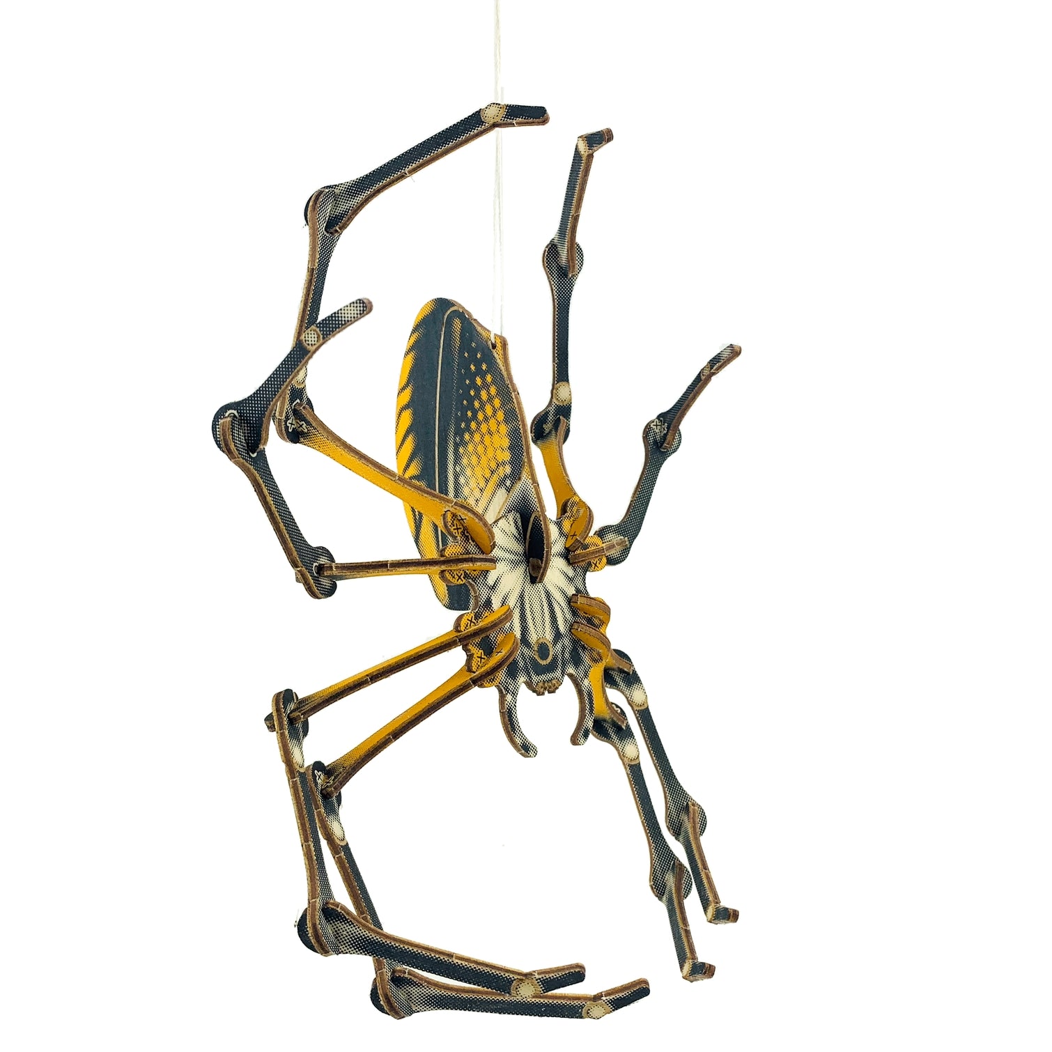 Arthropoda : Spider